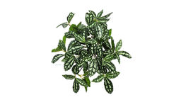 Куст Пилеи мелколистный - Бело-зеленый