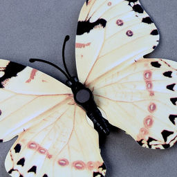 Набор для украшения Бабочки, 12 шт, с чёрными вставками, цвет белый - Страна карнавалия фото 4