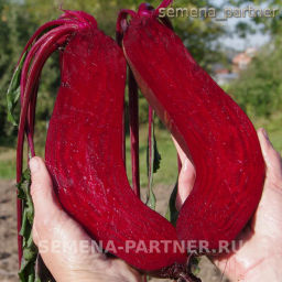 Свекла столовая Таунус - Партнер фото 5