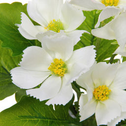 Цветочная композиция "Поцелуй лета" Космея белая 20см