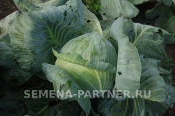 Капуста белокочанная позднеспелая Доминанта - Партнер фото 2
