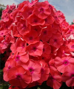 ФЛОКС Юлиглут Разбор I Кол-во упак., шт 2