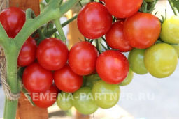 Томат Дирижер - Партнер фото 6