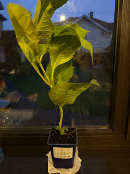 Гортензия крупнолистная Ю энд Ми Форевер