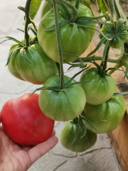 Грузинский - Tomatia фото 2