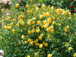 Роза Баттеркап