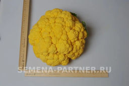 Капуста цветная Флейм Стар (желто-оранжевый) - Партнер фото 5