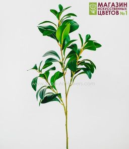 177 Ветка Фикуса - Без тм фото 2