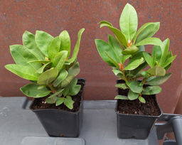 Рододендрон Поларнахт