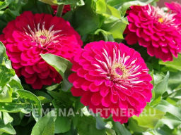 Цинния георгиновидная Фэнтези Византийская Фуксия - Партнер фото 4