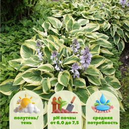 Хоста Брим Кап - Долина роз фото 2