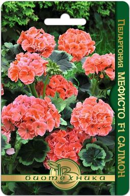 Пеларгония коричневолистная Мефисто F1 Салмон