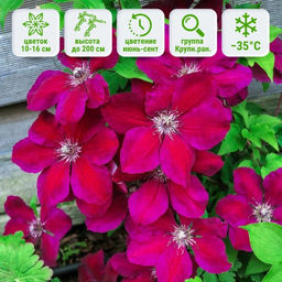 Клематис Westerplatte (Вестерплатте) - Долина роз фото 3