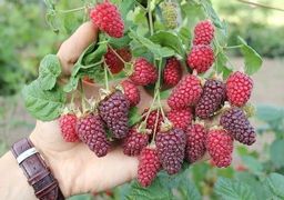 Ежемалина (Ежевика) Бакингем Тейберри (малина х ежевика) (С2)