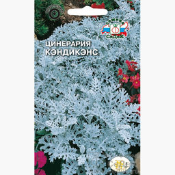 Цинерария Кэндикенс 0,1г (СеДеК)