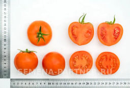 Томат Золотая Канарейка - Партнер фото 5