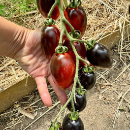 Сан Марцано блю НОВИНКА 2025 года!