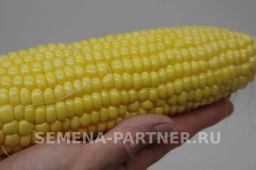Кукуруза Спирит - Партнер фото 4