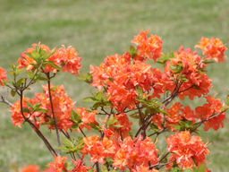 Азалия крупноцветковая Mandarin Lights (Мандарин Лайтс) - Долина роз фото 2