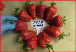 Клубника Брилла