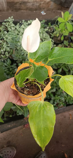 Антуриум White, горшок D10