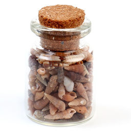 Набор для творчества из мини ракушек (биттиум сетчатый) 200 шт.