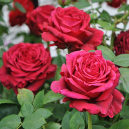 R545 ЧЕТЫРЕ ВЕТРА