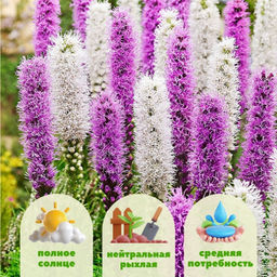 Лиатрис микс (Liatris Mix) 10шт