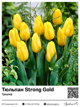 Тюльпан Strong Gold (Триумф)