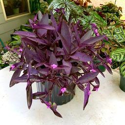 Традесканция Перл Харт - 1000корней фото 2