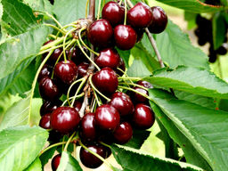 Черешня Мелитопольская