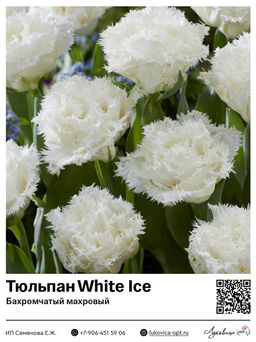 Тюльпан White Ice (Бахромчатый, махровый)