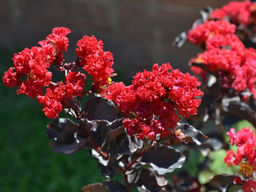 Лагерстремия индийская Блэк Даймонд Бест Ред - Долина роз фото 3