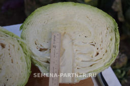 Капуста белокочанная среднепоздняя (для квашения) Фаворит - Партнер фото 6