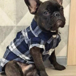 Кофта - рубашка фланелевая для мелких пород собак и кошек "BRO Style", цвет синий, р L