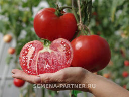 Томат Фаворит F1 - Партнер фото 7