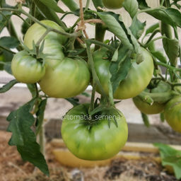 Малахитовая шкатулка - Tomatia фото 3