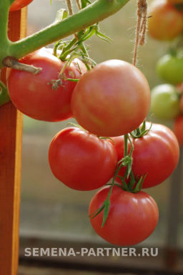 Томат Малиновый Мусс - Партнер фото 6