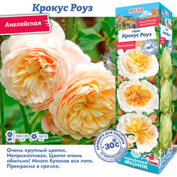 Роза Крокус Роуз (Английская) 1шт