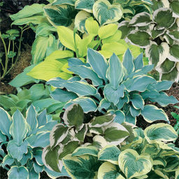 Хоста Mixed - Голландские луковицы фото 3