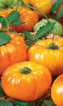 Томат ЯНТАРНЫЙ МЁД Весь увешан плодами! Находка для гурмана! Крупные, мясистые, золотисто-янтарные плоды! Медовый аромат!