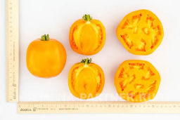 Томат Тропиканка - Партнер фото 6