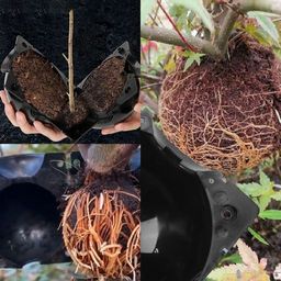 Шар для укоренения растений Grafting Ball