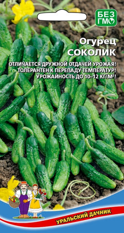Огурец СОКОЛИК Отличается дружной отдачей урожая! Толерантен к перепаду температур! Урожайность 10-12 кг/м.кв!