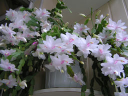 скрыт Декабрист (цветы оранжевые) - 1000корней фото 2