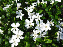 Барвинок белый - Долина роз фото 4