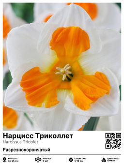 Нарцисс Триколлет (Разрезнокорончатый)
