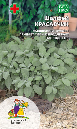 Шалфей КРАСАВЧИК Придаёт силы и продлевает молодость!