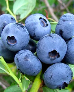 Голубика Спартан С5 3 года