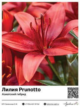 Лилия Prunotto (Азиатский гибрид)